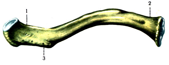 86. Ключица правая. 1 - extremitas acromialis; 2 - extremitas sternalis; 3 - tuberculum conoideum