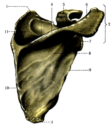 87. Лопатка правая (вид сзади) (по Р. Д. Синельникову). 1 - angulus superior; 2 - angulus lateralis; 3 - angulus inferior; 4 - spina scapulae; 5 - processus coracoideus; 6 - acromion; 7 - cavitas glenoidalis; 8 - fossa infraspinata; 9 - margo lateralis; 10 - margo medialis; 11 - fossa supraspinata