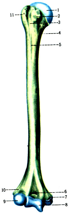 88. Плечевая кость правая (по Р. Д. Синельникову). 1 - caput humeri; 2 - tuberculum minus; 3 - sulcus intertubercularis; 4 - collum chirurgicum; 5 - tuberositasdeltoidea; 6 - fossa coronoidea; 7 - epicondylus medialis; 8 - trochlea humeri; 9 - capitulum humeri; 10 - fossa radialis