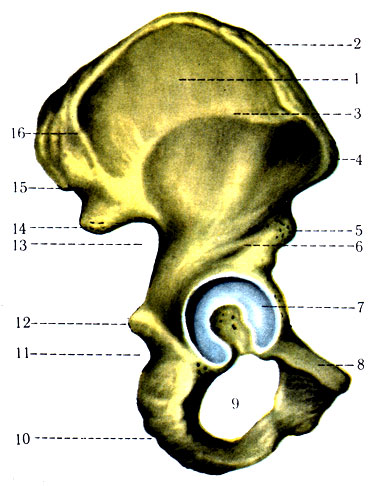 92. Тазовая кость правая. 1 - ala ossis ilii; 2 - crista iliaca; 3 - linea glutea anterior; 4 - spina iliaca anterior superior; 5 - spina iliaca anterior inferior; 6 - linea glutea inferior; 7 - acetabulum; 8 - os pubis; 9 - for. obturatum; 10 - os ischii; 11 - incisura ischiadica minor; 12 - spina ischiadica; 13 - incisura ischiadica major; 14 - spina iliaca posterior inferior; 15 - spina iliaca posterior superior; 16 - linea glutea posterior