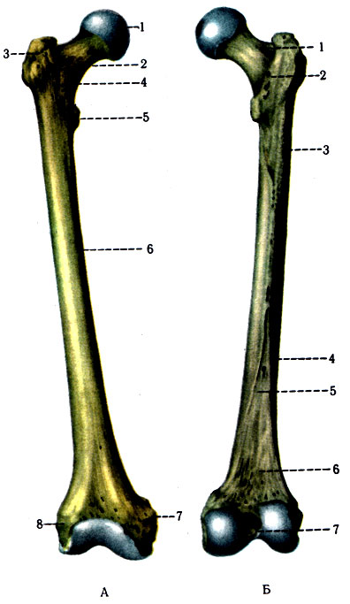 94. Бедренная кость правая. А - вид спереди: 1 - caput femoris; 2 - collum femoris; 3 - trochanter major; 4 - linea intertrochanterica; 5 - trochanter minor; 6 - corpus femoris; 7 - epicondylus medialis; 8 - epicondylus lateralis; Б - вид сзади: 1 - fossa trochanterica; 2 - crista intertrochanterica; 3 - tuberositas glutea; 4 - labium laterale linea asperae; 5 - labium mediale lineae asperae; 6 - fades poplitea; 7 - fossa intercondylaris