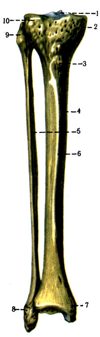95. Большеберцовая и малоберцовая кости. 1 - eminentia intercondylaris; 2 - condylus medialis; 3 - tuberositas tibiae; 4 - tibia; 5 - fibula; 6 - margo anterior; 7 - malleolus medialis; 8 - malleolus lateralis; 9 - apex capitis fibulae; 10 - condylus lateralis tibiae