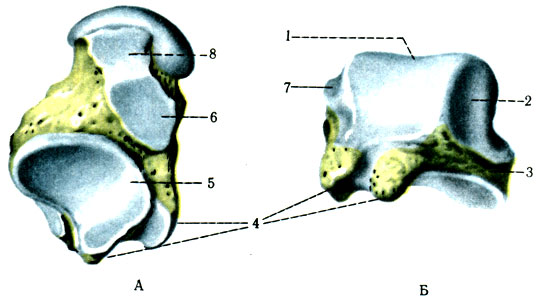 97. Таранная кость. А - вид снизу; Б - вид сзади: 1 - trochlea tali; 2 - fades maleolaris lateralis; 3 - processus lateralis tali; 4 - processus posterior tali; 5 - fades aticularis calcanea posterior; 6 - facies articularis calcanea media; 7 - fades malleolaris medialis; 8 - fades articularis calcanea anterior