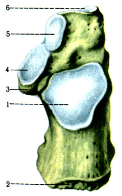 98. Пяточная кость правая. 1 - fades articularis talaris posterior; 2 - tuber calcanei; 3 - sustentaculum tali; 4 - fades articularis talaris media; 5 - fades articularis talaris anterior; 6 - fades articularis cuboidea
