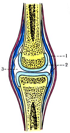 100. Схема строения сустава. 1 - суставная купсула; 2 - суставные концы костей; 3 - суставная полость