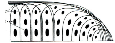 101 Б. Схема строения суставного хряща (по Benninghoff). 1 - хрящевые клетки; 2 - пучки эластических волокон перпендикулярного и тангенциального направлений по отношению к суставной поверхности, что увеличивает прочность хряща