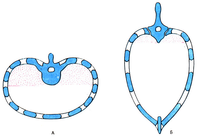 113. Схематическое изображение формы грудной клетки человека (А) и животного (Б), (по Benninghoff)