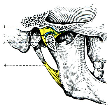 115. Строение височно-нижнечелюстного сустава (сустав вскрыт). 1 - fossa mandibularis; 2 - discus articularis; 3 - processus articularis; 4 - lig. stylomandibular
