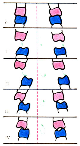 120. Схема направления движения в каждой фазе жевания (обозначено стрелками). О - исходное положение; I - фаза размыкания; II - фаза смещения на сторону; III - начало смыкания; IV - возвращение к исходному положению