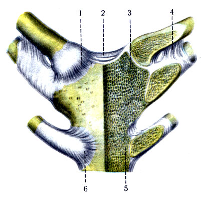 121. Соединение грудинного конца ключицы. 1 - грудино-ключичная связка; 2 - межключичная связка; 3 - диск в грудино-ключичном суставе; 4 - ключично-реберная связка; 5 - грудино-реберный сустав; 6 - грудина