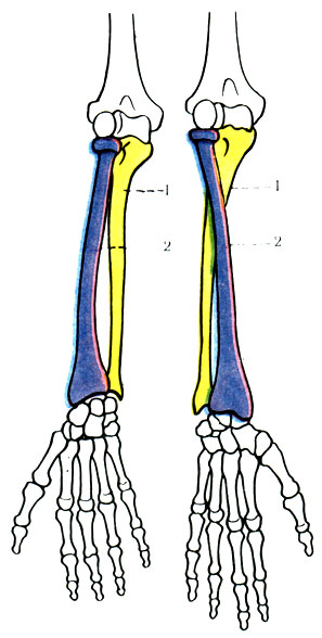 128 А. Схема расположения костей предплечья при пронации и супинации (по Tittel). 1 - локтевая кость; 2 - лучевая кость; 3 - m. pronator; 4 - m. supinator