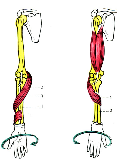 128 Б. Схема расположения костей предплечья при пронации и супинации (по Tittel). 1 - локтевая кость; 2 - лучевая кость; 3 - m. pronator; 4 - m. supinator