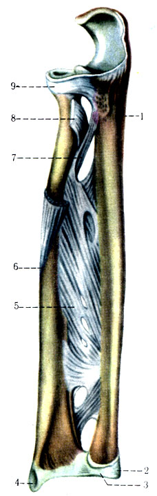 130. Соединение костей предплечья. 1 - ulna; 2 - processus styloideus medialis; 3 - discus articularis; 4 - processus styloideus lateralis; 5 - membrana interossea antebrachii; 6 - radius; 7 - chorda obliqua; 8 - tendo m. bicipitis brachii; 9 - lig. anulare radii