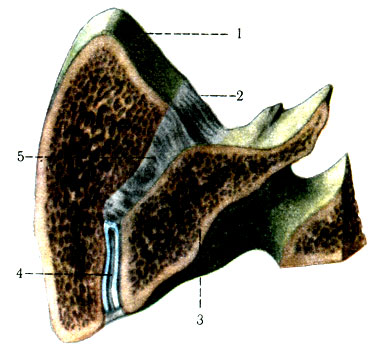 135. Горизонтальный распил крестцово-подвздошного сустава. 1 - os ilium; 2 - ligg. sacroiliaca dorsalis; 3 - sacrum; 4 - articulatio sacroiliaca; 5 - lig. sacroiliaca interossea