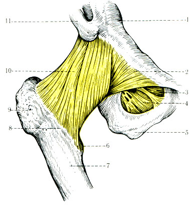 142. Связки тазобедренного сустава (вид спереди). 1 - eminentia iliopubica; 2 - lig. pubocapsulare; 3 - canalis obturatorius; 4 - membrana obturatoria; 5 - tuber ishciadicum; 6 - trochanter minor; 7 - corpus femoris; 8 - Hnea intertrochanterica; 9 - trochanter major; 10 - lig. iliofemorale; 11 - spina iliaca anterior inferior