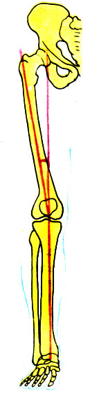 144. Угол, образованный перпендикуляром, опущенным из центра тазобедренного сустава (механическая ось) и собственной осью бедра