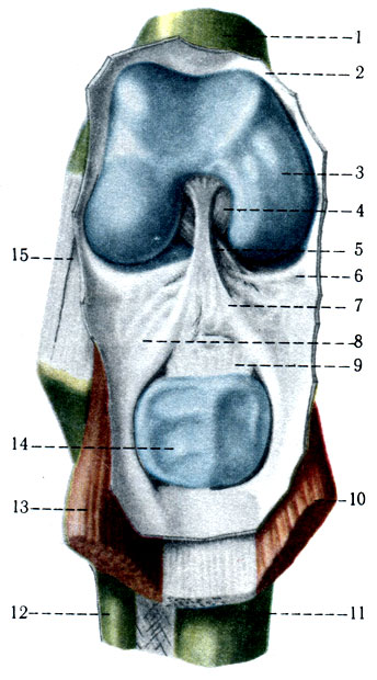 146. Вскрытый коленный сустав. 1 - femur; 2 - capsula aritcularis; 3 - condylus medialis femoris; 4 - lig. cruciatum posterius; 5 - lig. cruciatum anterius; 6 - meniscus medialis; 7 - plica sinovialis infrapatellaris; 8 - plicae alares; 9 - lig. patellae; 10 - m. quadriceps femoris; 11 - tibia; 12 - fibula; 13 - m. quadriceps femoris; 14 - patella; 15 - licrcollaterale fibulare
