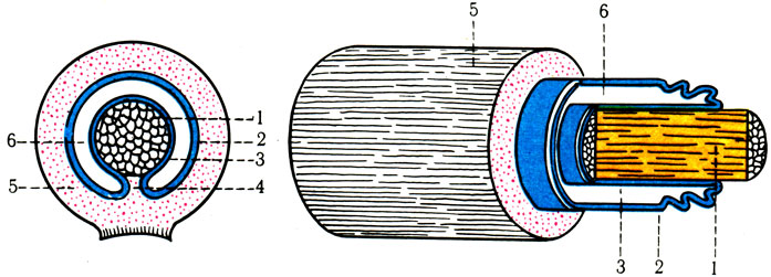 Схема строения синовиального влагалища (по Benninghoff). 1 - сухожилие; 2 - париетальный листок синовиального влагалища; 3 - висцеральный листок синовиального влагалища; 4 - брыжейка для прохождения кровеносных сосудов и нервов; 5 - фиброзное влагалище; 6 - полость синовиального влагалища