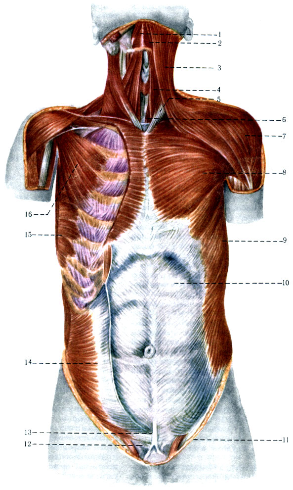 166. Поверхностные мышцы шеи, груди и живота. 1 - m. digastricus; 2 - m. mylohyoideus; 3 - m. platysma; 5 - m. sternocleidomastofdeus; 4 - m. sternohyoideus; 6 - m. sternohyofdeus; 7 - m. deltofdeus; 8 - m. pectoralis major; 9 - m. oblfquus abdominis externus; 10 - vagina m. recti abdominis; 11 - crus mediate; 12 - funiculus spermaticus; 13 - crus laterale; 14 - m. obliquus abdominis internus; 15 - m. serratus anterior (отрезана); 16 - m. pectoralis minor