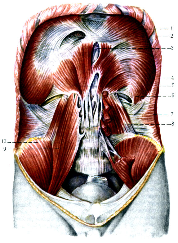 167. Диафрагма и мышцы задней стенки живота (по Р. Д. Синельникову). 1 - centrum tendineum; 2 - for. venae cavae inferioris; 3 - hiatus esophageus; 4 - hiatus aorticus; 5 - pars lumbalis; 6 - pars costalis; 7 - m. transversus abdominis; 8 - m. qudratus lumborum; 9 - psoas major; 10 - m. iliacus