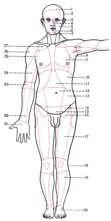 168. Области передней поверхности тела. 1 - regio frontalis; 2 - r. temporalis; 3 - r. orbitalis; 4 - r. nasalis; 5 - r. buccalis; 6 - r. orbitalis; 7 - r. men talis; 8 - fossa axillaris; 9 - r. mammalis; 10 - r. hypochondrica sinistra; 11 - r. epigastricsa, 12 - r. umbilicalis; 13 - r. lateralis; 14 - r. inguinal is; 15 - r. publica; 16 - trigonum femorale; 17 - r. femoralis anterior; 18 - r. genus anterior; 19 - r. cruris anterior; 20 - dorsum pedis; 21 - palma manus; 22 - r. antebrachii anterior; 23 - r. cubiti anterior; 24 - r. brachii anterior; 25 - r. axillaris; 26 - r. deltoidea; 27 - r. infraclavicularis