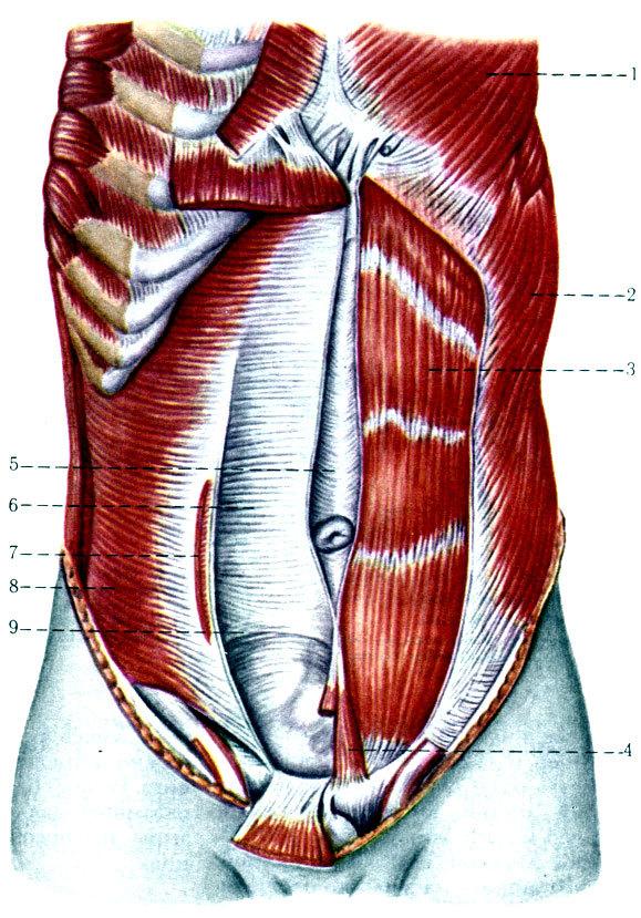 169. Передние и боковые мышцы живота. 1 - m. pectoralis major; 2 - m. oblfquus abdominis externus; 3 - m. rectus abdominis; 4 - m. pyramidalis; 5 - linea alba; 6 - vagina m. recti abdominis; 7 - linea semicircularis; 8 - m. transversus abdominis; 9 - linea semilunaris