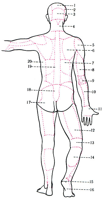 174. Области задней поверхности тела. 1 - regio parietalis; 2 - r. temporalis; 3 - r. occipitalis; 4 - r. colli posterior; 5 - r. deltoides; 6 - r. scapularis; 7 - r. infrascapularis; 8 - r. brachii posterior; 9 - r. cubiti posterior; 10 - r. antebrachii; 11 - dorsum manus; 12 - r. femoralis posterior; 13 - r. genus posterior; 14 - r. cruris posterior; 15 - r. calcanea; 16 - planta pedis; 17 - r. glutea; 18 - r. sacralis; 19 - r. vertebralis; 20 - r. lateralis