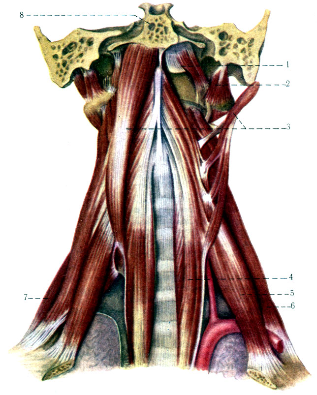 181. Глубокие и боковые мышцы шеи. 1 - m. rectus capitis anterior; 2 - m. rectus capitis lateralis; 3 - m. longus capitis; 4 - m. longus colli; 5 - m. scalenus anterior; 6 - m. scalenus medius; 7 - m. scalenus posterior; 9 - pars basilaris