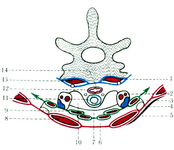 182. Фасции шеи на поперечном разрезе (по Braus). 1 - lamina prevertebralis; 2 - vagina carotica; 3 - lamina pretrachealis; 4 - lamina superficialis; 5 - m. platysma; 6 - spatium suprasternale; 7 - spatium previscerale; 8 - m. sternocleidomastoideus; 9 - группа мышц, расположенных ниже подъязычной кости; 10 - щитовидная железа; 11 - трахея; 12 - пищевод; 13 - предпозвоночная группа мышц; 14 - spatium retroviscerale