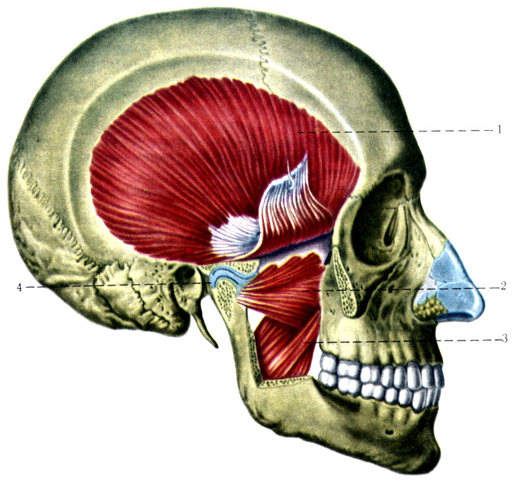 184. Жевательные мышцы. 1 - m. temporalis; 2 - m. pterygoideus lateralis; 3 - m. pterygoideus medialis; 4 - discus articularis