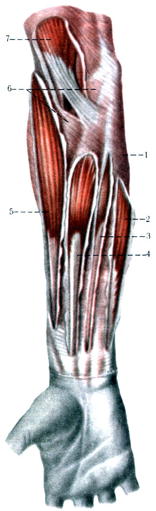 189. Мышцы и фасции правого предплечья (по Р. Д. Синельникову). 1 - f. anteibrachii; 2 - m. flexor carpi ulnaris; 3 - m. palmaris longus; 4 - m. flexor carpi radialis; 5 - m. brachioradialis; 6 - m. pronator teres; 7 - m. biceps brachii