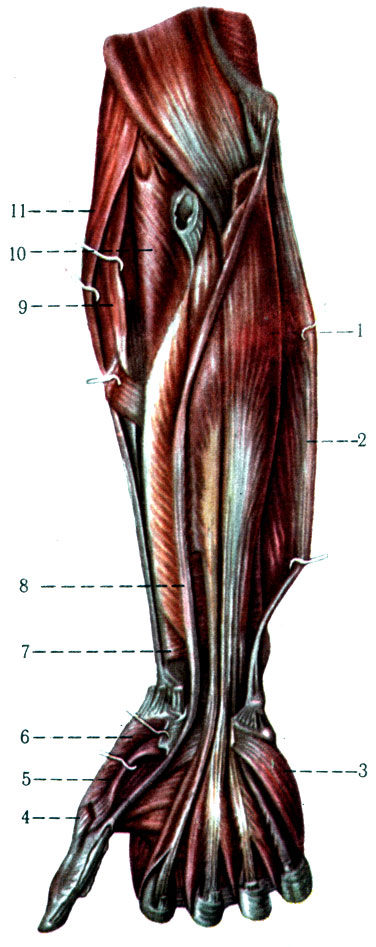 191. Мышцы правого предплечья (второй слой). 1 - m. flexor digitorum profundus; 2 - m. flexor carpi ulnaris; 3 - m. opponens digiti minimi; 4 - m. adductor pollicis; 5 - m. flexor pollicis brevis; 6 - m. abductor pollicis brevis; 7 - m. pronator quadratus; 8 - m. flexor policis longus; 9 - m. extensor carpi radialis longus; 10 - m. supinator; 11 - m. brachioradialis