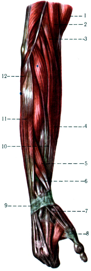 192. Мышцы правого предплечья. 1 - m. biceps brachii; 2 - m. brachialis; 3 - m. brachioradialis; 4 - m. extensor carpi radialis longus; 5 - m. abductor pollicis longus; 6 - m. extensor pollicis brevis; 7 - m. extensor pollicis longus; 8 - m. interosseus; 9 - m. extensor carpi radialis brevis; 10 - retinaculum extensorum; 11 - m. extensor digitorum; 12 - m. anconeus