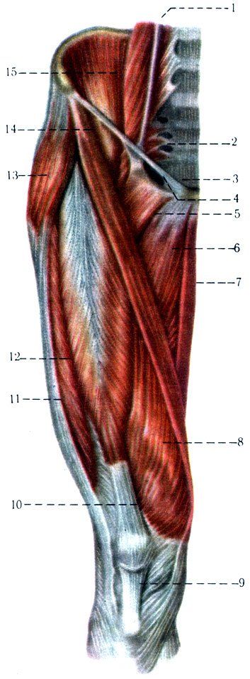 196. Мышцы таза и бедра, спереди. 1 - m. psoas major; 2 - m. piriformis; 3 - lig. inguinale; 4 - lacuna vasorum; 5 - m. pectineus; 6 - m. adductor longus; 7 - m. gracilis; 8 - m. vastus medialis; 9 - lig. patellae; 10 - tendo m. recti femoris; 11 - tractus iliotibialis; 12 - m. vastus lateralis; 13 - m. tensor fasciae latae; 14 - m. sartorius; 15 - m. ilfacus