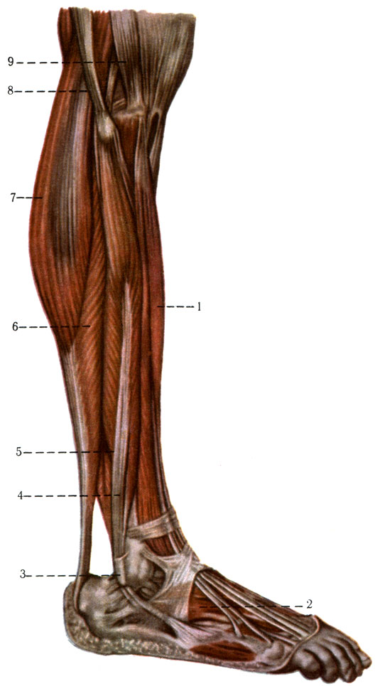 198. Мышцы голени и стопы с латеральной стороны. 1 - m. extensor digitorum longus; 2 - m. extensor digitorum brevis; 3 - malleolus lateralis; 4 - m. peroneus brevis; 5 - m. peroneus longus; 6 - m. soleus; 7 - m. gastrocnemius; 8 - m. biceps femoris; 9 - tractus iliotibialis