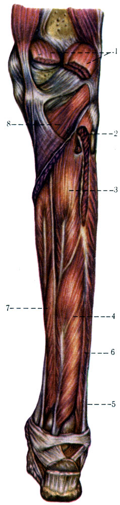 199. Мышцы голени, вид сзади. 1 - m. gastrocnemius; 2 - m. soleus; 3 - m. tibialis posterior; 4 - m. flexor hallucis longus; 5 - m. peroneus longus; 6 - m. peroneus brevis; 7 - m. flexor digitorum longus; 8 - m. popliteu