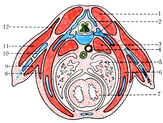 207. Схематизированное изображение некоторых основных развивающихся мышц, показывающее отношение к осевому скелету и скелету конечностей (по Петтену). 1 - мышцы спины; 2 - осевой скелет; 3 - пред позвоночные мышцы; 4 - пищевод; 5 - легкое; 6 - межреберные и вентролатеральные мышцы туловища; 7 - сердце; 8 - приводящие мышцы плеча; 9 - сгибательные мышцы руки; 10 - скелет конечности; 11 - разгибательные мышцы руки; 12 - отводящие мышцы плеча
