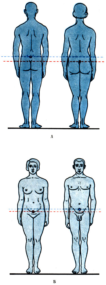 209. Положение общего центра тяжести у мужчин выше, чем у женщин. А - вид сзади; Б - вид спереди