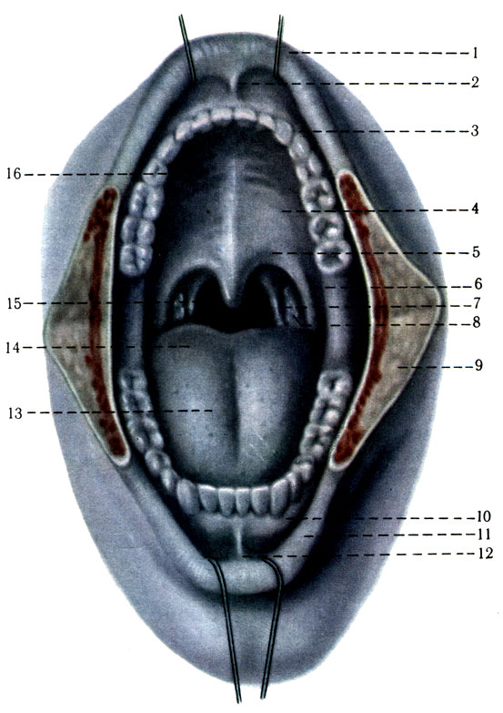 210. Ротовая полость. 1 - labium superius; 2 - frenulum labii superioris; 3 - arcus den talis superior; 4 - palatum durum; 5 - palatum molle; 6 - arcus glossopalatinus; 7 - arcus pharyngopalatinus; 8 - tonsilla palatina; 9 - поверхность разреза щеки; 10 - gingiva; 11 - labium inferius; 12 - frenulum labii inferioris; 13 - sulcus medianus linguae; 14 - dorsum linguae; 15 - isthmus f aucium; 16 - plicae palatinae transversae