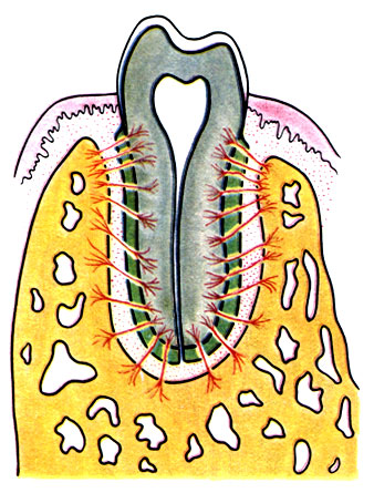 214. Схема расположения соединительнотканных волокон периодонта зуба