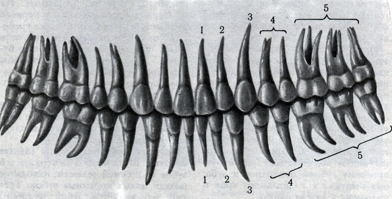 215. Постоянные зубы. 1 - медиальные резцы; 2 - латеральные резцы; 3 - клыки; 4 - малые коренные зубы; 5 - большие коренные зубы