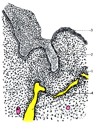 217. Закладка зубной пластинки на 8-й неделе утробного развития (по Петтену). 1 - lamina labiogingivalis; 2 - зубная пластинка; 3 - ротовой эпителий; 4 - костные трабекулы нижней челюсти