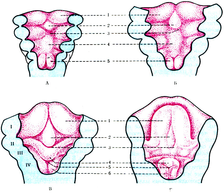 223. Схема четырех стадий развития языка (по Sicher и Tandler). Жаберные дуги обозначены римскими цифрами. А - 4-недельный эмбрион; Б - 5-недельный эмбрион; В - эмбрион в начале 6-й недели развития; Г-61/2-недельный эмбрион; А, Б: 1 - латеральные язычные бугорки; 2 - tuberculum impar; 3 - слепое отверстие; 4 - copula; 5 - черпаловидные бугорки; В, Г: 1 - латеральные язычные бугорки; 2 - tuberculum impar; 3 - слепое отверстие; 4 - надгортанник; 5 - голосовая щель; 6 - черпаловидные бугорки