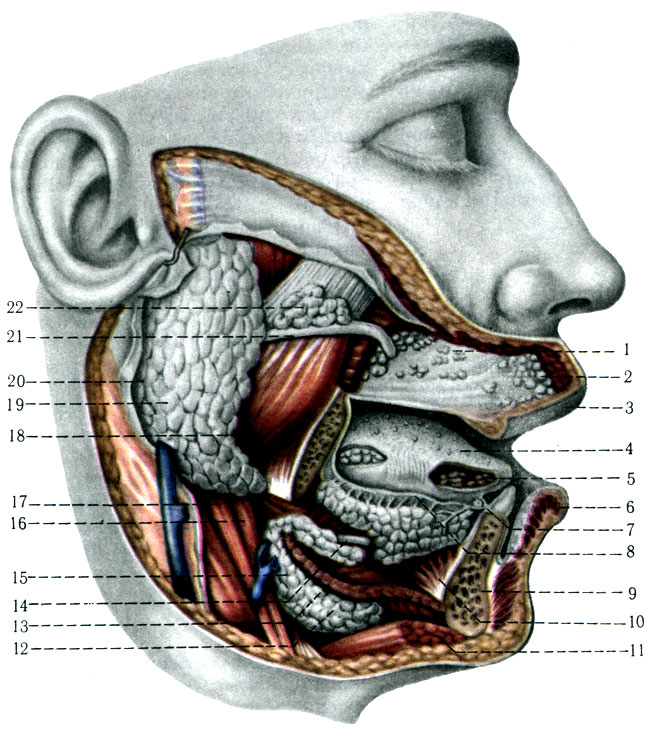 224. Слюнные и слизистые железы преддверия и полости рта справа. Нижняя челюсть иссечена. 1 - glandulae buccales; 2 - gl. labiales; 3 - labium superius; 4 - lingua; 5 - gl. lingualis anterior; 6 - labium inferius; 7 - caruncula sublingualis; 8 - ductus sublingulis major; 9 - mandibula; 10 - m. genioglossus; 11 - m. digastricus; 12 - gl. sublingualis; 13 - m. mylohyoideus; 14 - ductus submandibulars; 15 - gl. submandibulars; 16 - m. stylohyoideus; 17 - m. digastricus; 18 - m. masseter; 19 - gl. parotis 20 - f. masseterica et fascia parotidea; 21 - ductus parotideus; 22 - gl. parotis accessoria
