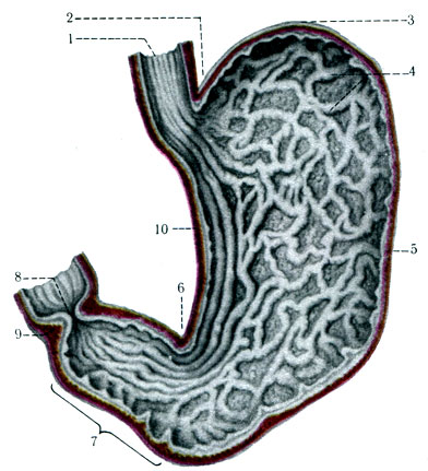 235. Рельеф слизистой оболочки желудка задней стенки. 1 - esophagus; 2 - incisura cardiaca ventriculi; 3 - fundus (fornix) ventriculi; 4 - plicae gastricae; 5 - curvatura ventriculi major; 6 - incisura angularis; 7 - canalis pyloricus; 8 - ostium pyloricum; 9 - m. sphincter pylori; 10 - curvatura ventriculi minor