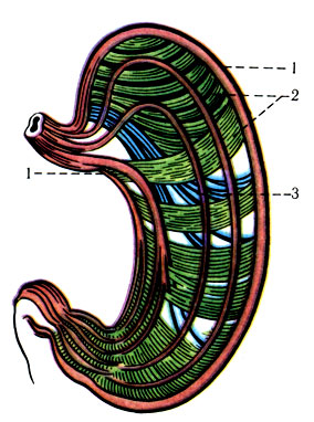 237. Схема расположения мышечных слоев желудка. 1 - продольный мышечный слой; 2 - циркулярный мышечный слой; 3 - слой косых мышечных волокон (по Tittel)