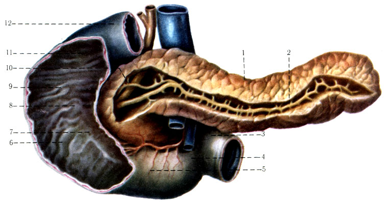 240. Двенадцатиперстная кишка (частично вскрыта) и поджелудочная железа с отпрепарированными протоками (вид спереди). 1 - corpus pancreatici; 2 - ductus pancreaticus; 3 - flexura duodenojejunalis; 4 - pars ascendens duodeni; 5 - pars horizontalis (inferior) duodeni; 6 - plicae circulares; 7 - papilla duodeni major; 8 - papilla duodeni minor; 9 - pars descendens duodeni; 10 - ductus pancreaticus accessorius; 11 - pars superior duodeni; 12 - pars duodeni superior