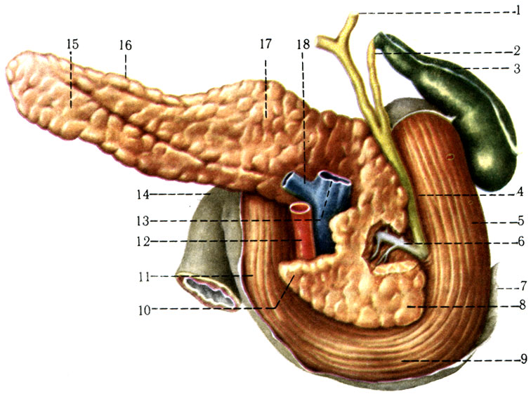 241. Двенадцатиперстная кишка, поджелудочная железа, желчный пузырь и желчные протоки (вид сзади). 1 - ductus hepaticus; 2 - ductus cysticus; 3 - vesica fellea; 4 - ductus choledochus; 5 - pars descendens duodeni; 6 - ductus pancreaticus; 7 - peritoneum; 8 - caput pancreatis; 9 - pars horizontalis duodeni; 10 - processus uncinatus; 11 - pars ascendens duodeni; 12 - a. mesenterica superior; 13 - v. mesenterica superior; 14 - flexura duodenojejunalis; 15 - cauda pancreatis; 16 - margo superior; 17 - corpus pancreatis; 18 - vena lienalis