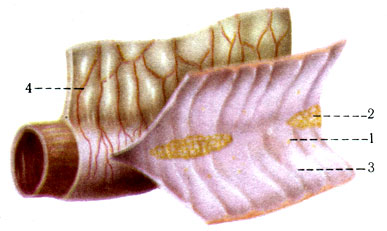 246. Слизистая оболочка подвздошной части тонкой кишки. 1 - folliculi lymphatici solitarii; 2 - folliculi lymphatici aggregati; 3 - plicae circulares; 4 - mesenterium