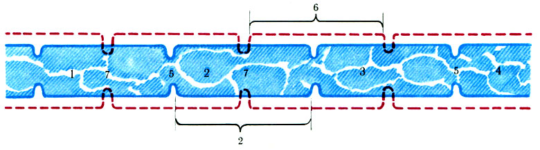250. Схема, иллюстрирующая смену сегментов тощей кишки в процессе пищеварения. 1, 2, 3, 4 - сегменты тонкой кишки (синие); 5 - сократившиеся циркулярные мышечные волокна; 6 - вновь образующиеся сегменты из рядом лежащих сегментов (красные); 7 - сокращение мышечных циркулярных волокон более поздно возникших сегментов